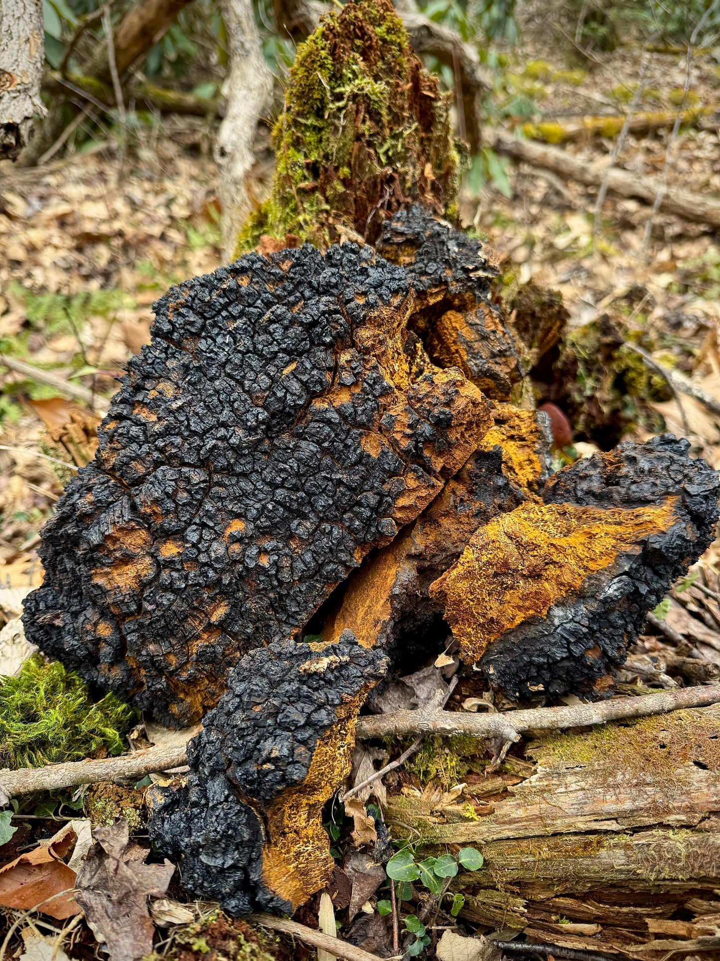 WILD Chaga Mushroom Powder - The Wake Up Tea (3.5oz/100g)