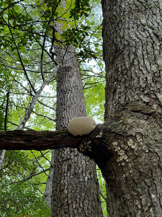 WILD Lion's Mane Mushroom Extract (1oz) - LIMITED QUANTITY!