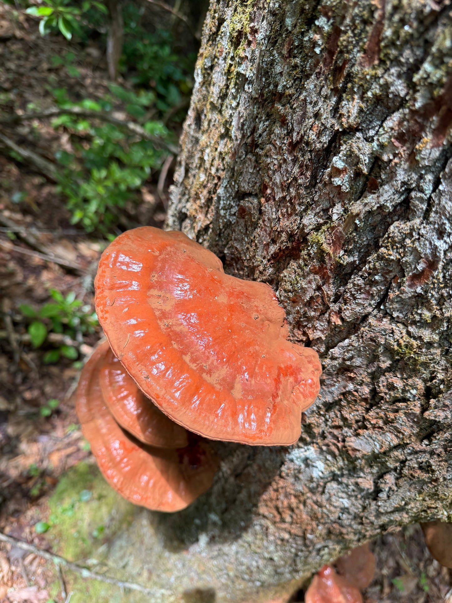 WILD Reishi Mushroom Dried Pieces - The Sleepy Tea (2oz/58g)
