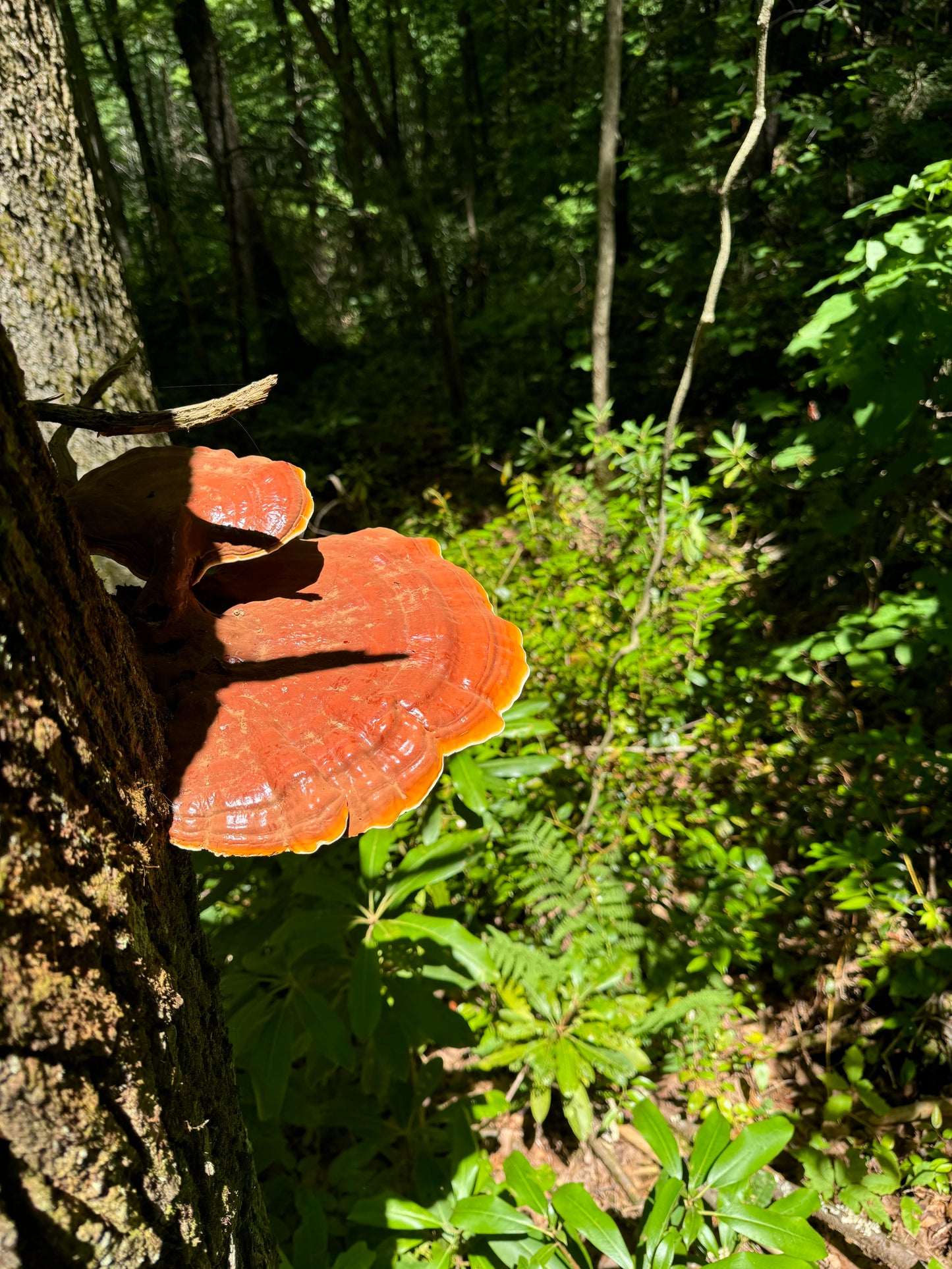 WILD Reishi Night Nectar - Alcohol-Free (1oz)