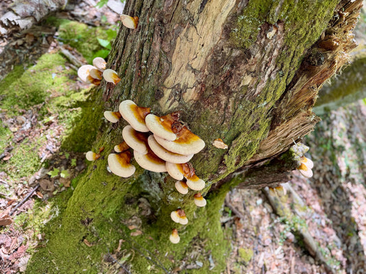 Ganoderma Tsugae: Wild Appalachian Reishi of Western North Carolina (The Ultimate Guide)