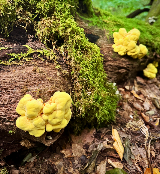 Chicken of the Woods: Nature’s Vibrant Meat Substitute